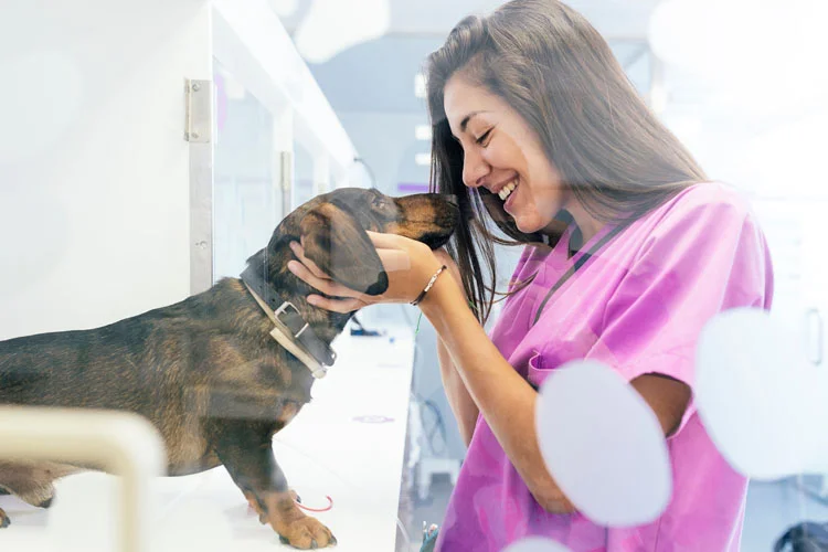 Secrétaire Vétérinaire caressant un chien