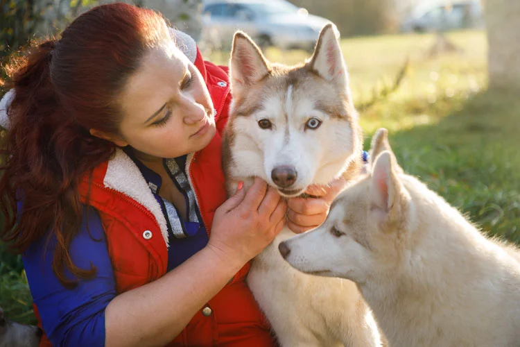 Formation élevage de chiens Adolescente avec des huskies